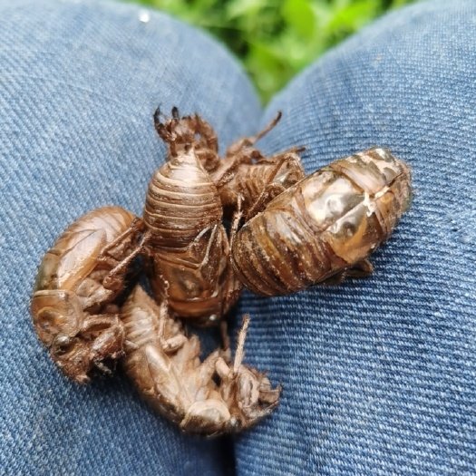 广安现捡的，没有洗过