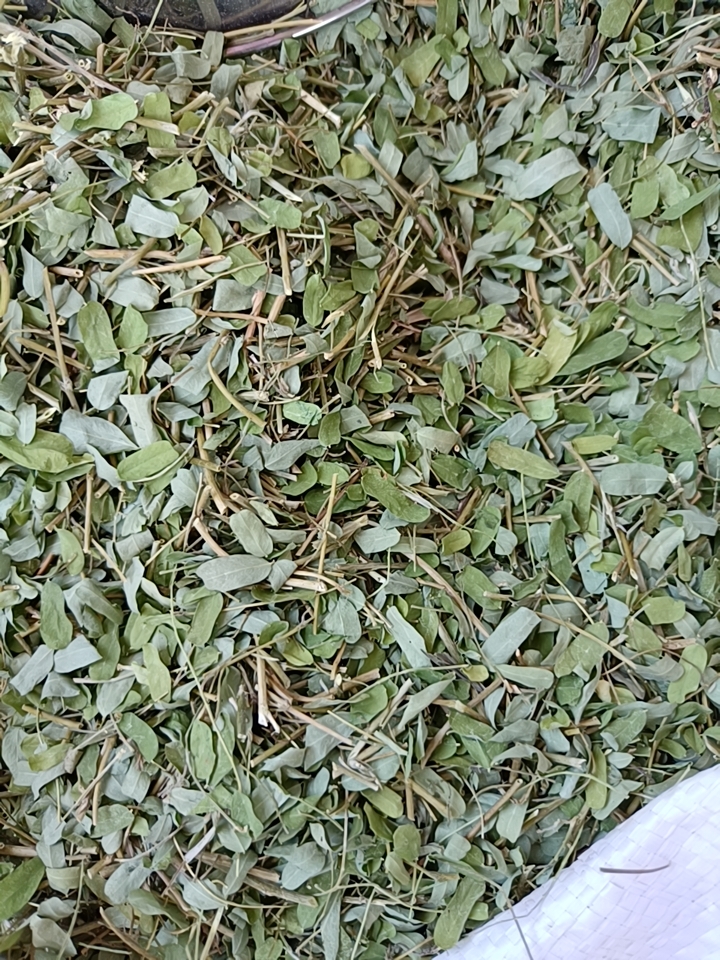 鸡骨草    小叶鸡骨草叶子       相思茶