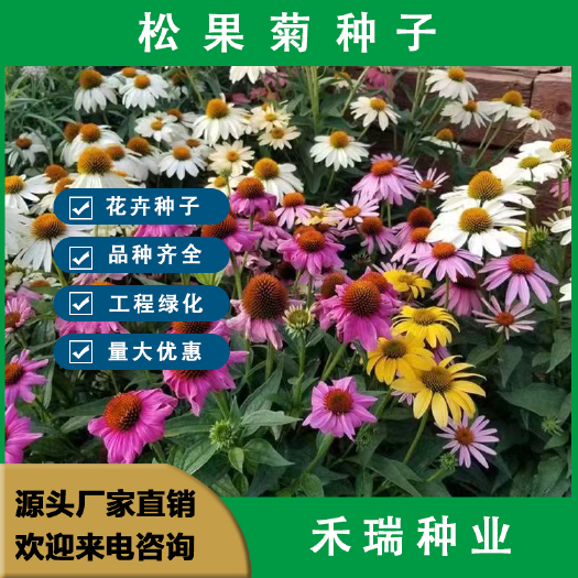 松果菊种子，多年生宿根植物花卉紫锥花紫松果菊种子室外庭院耐寒