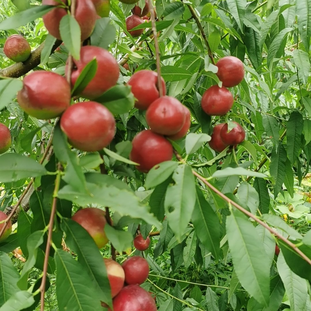 重庆珍珠枣油桃