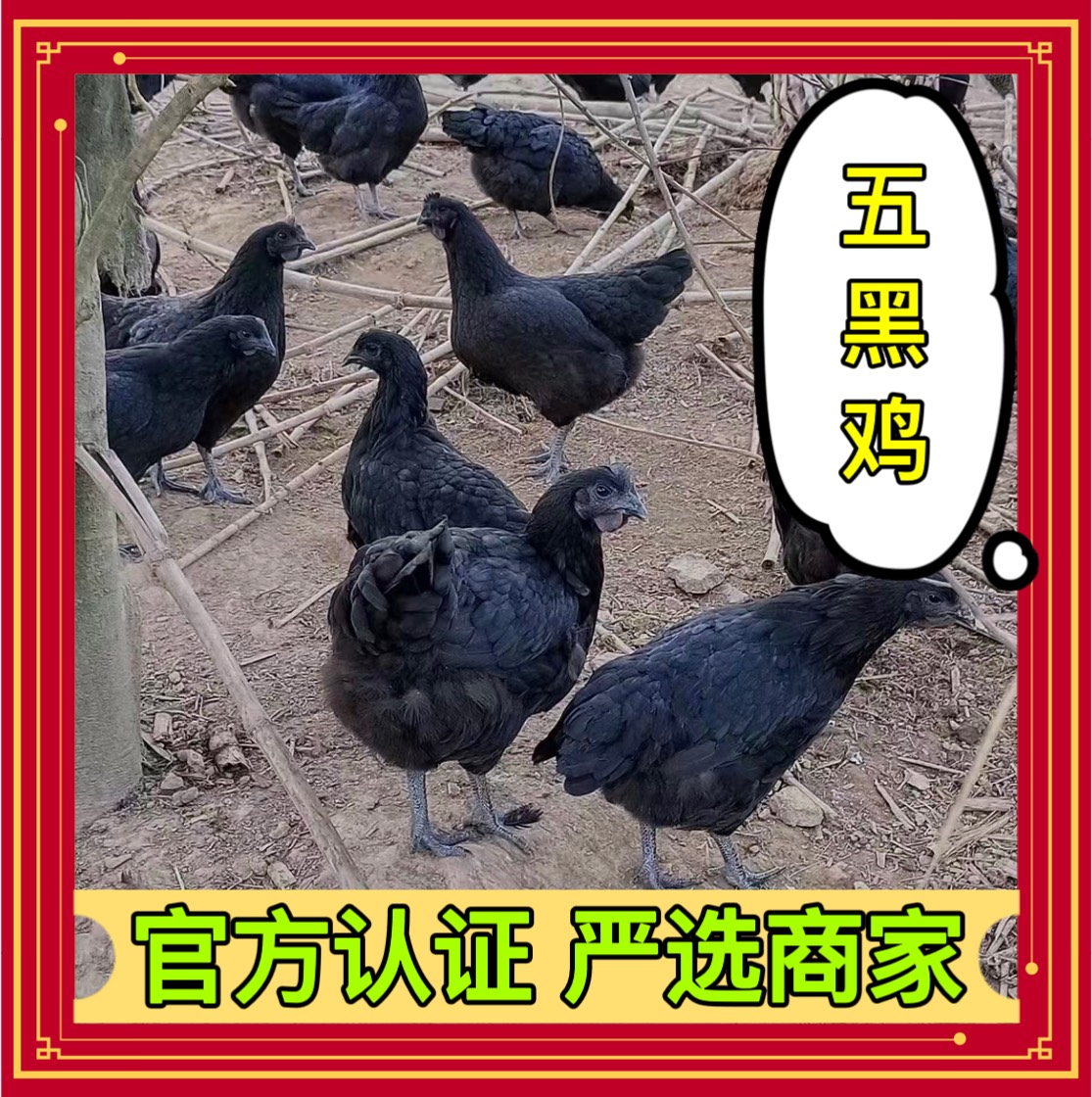 衡阳五黑鸡苗 五黑一绿乌骨鸡苗 绿壳蛋鸡苗 品种优良 抗病力强