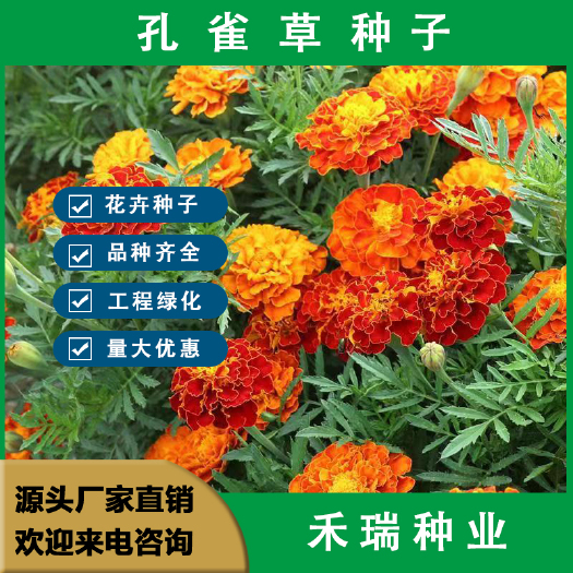 南京孔雀草种子，混色重瓣草花种子庭院室外景观耐寒四季易种花种籽子