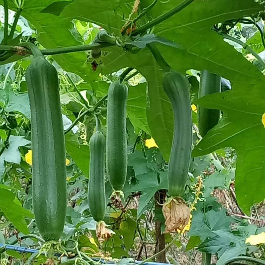 衢州肉丝瓜