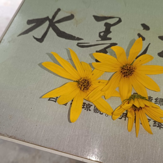 洋姜花