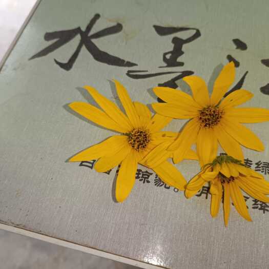 灵宝市洋姜花