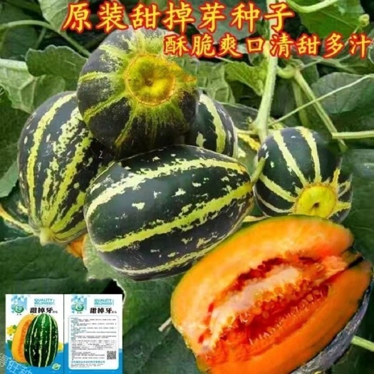 成都冰糖甜掉芽甜瓜种子超甜甜脆酥香甜掉牙甜瓜种籽庭院四季水果种子