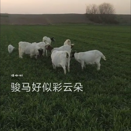 萧县家养散养活羊批发