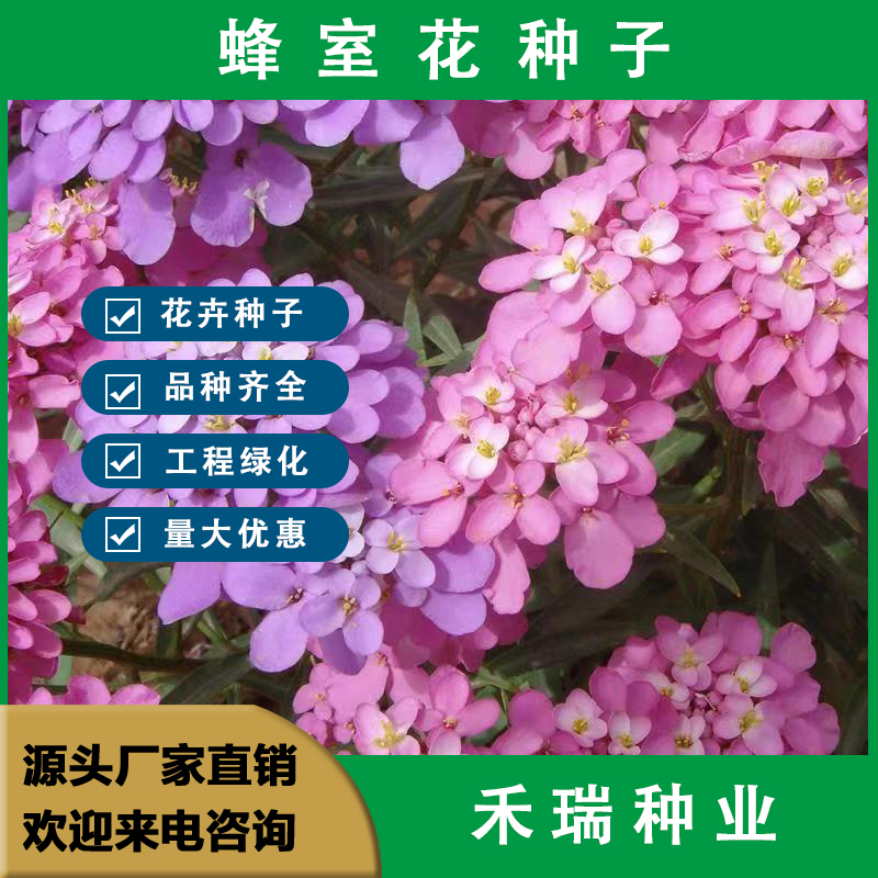南京蜂室花种子，屈曲花种子，园林鲜花种子四季播种庭院绿化观花种子