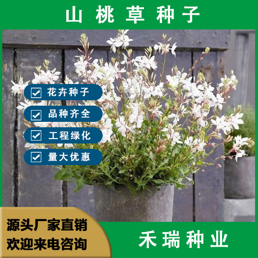 南京山桃草种子，盆栽千鸟花玉蝶花观花种籽四季庭院观叶种孑批发