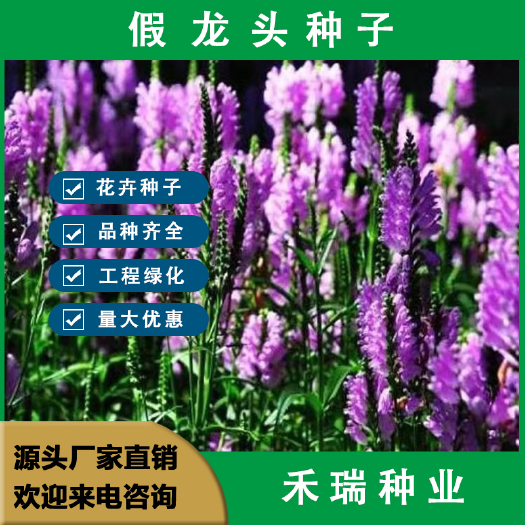 南京假龙头种子，景观绿化花卉种子 露地被植物花坛摄影 背景花海