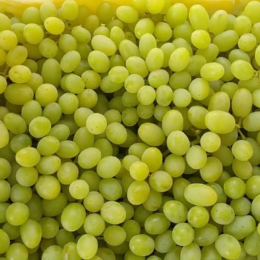 小蜜蜂