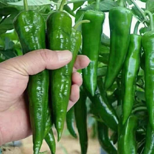 天门市新鲜辣椒，现摘现发