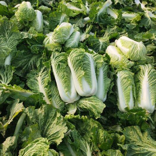 围场县大量白菜，价格实惠，品质保障，产地直供