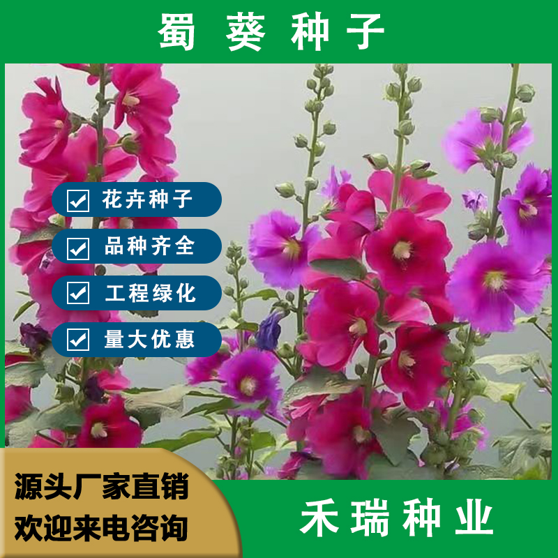 南京蜀葵花种子，重瓣一丈红种子多年生春播四季易种活庭院播种花卉籽