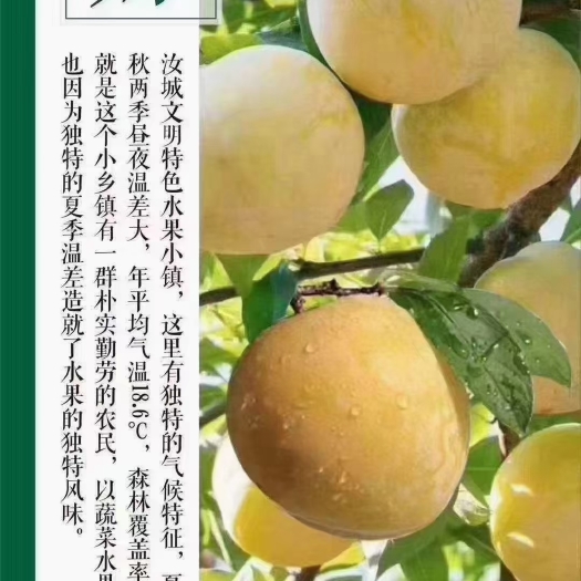 汝城县黄金奈李源自大山深处，从小套袋，不打农药，甜而不腻，脆甜无渣