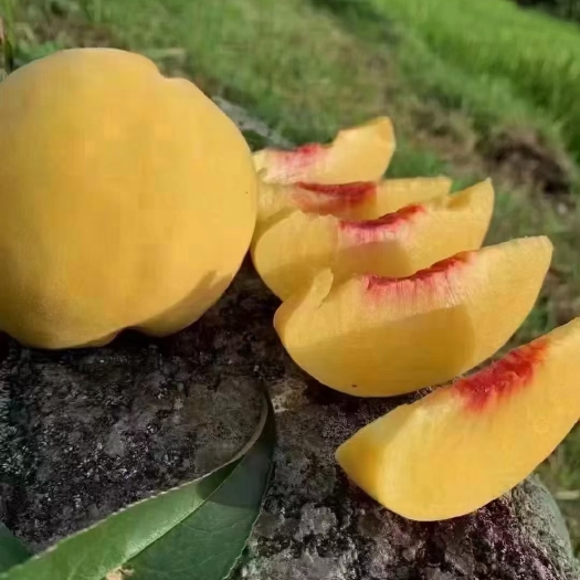 锦绣黄桃。颜色诱人清脆可口。