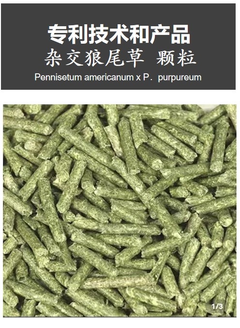 连云港杂交狼尾草纯草颗粒料【厂家直销】
