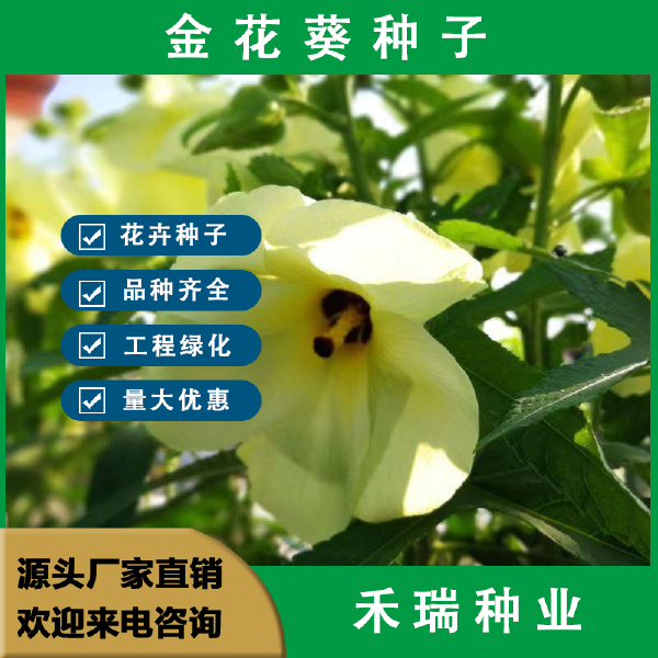 金花葵种子，菜芙蓉野芙蓉黄蜀葵种籽春季观赏保野菜秋季吃花籽种