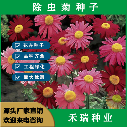 南京除虫菊种子，驱蚊草驱虫菊花种籽子多年生混色花种子四季易活盆栽