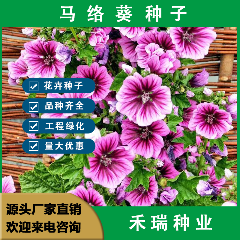 南京马络葵种子，香草种子，盆栽科花卉种子锦葵香草种子庭院种子批发