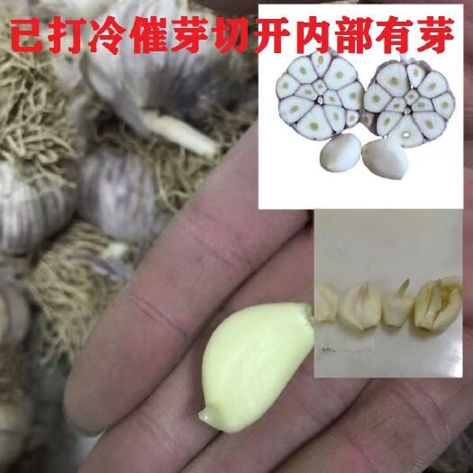 冠县预打冷催芽蒜种大蒜种子，蒜苗蒜黄专用