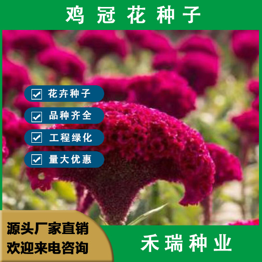 鸡冠花种子，凤尾冠状穗状扇状花种子四季室外 花籽盆栽易种种籽