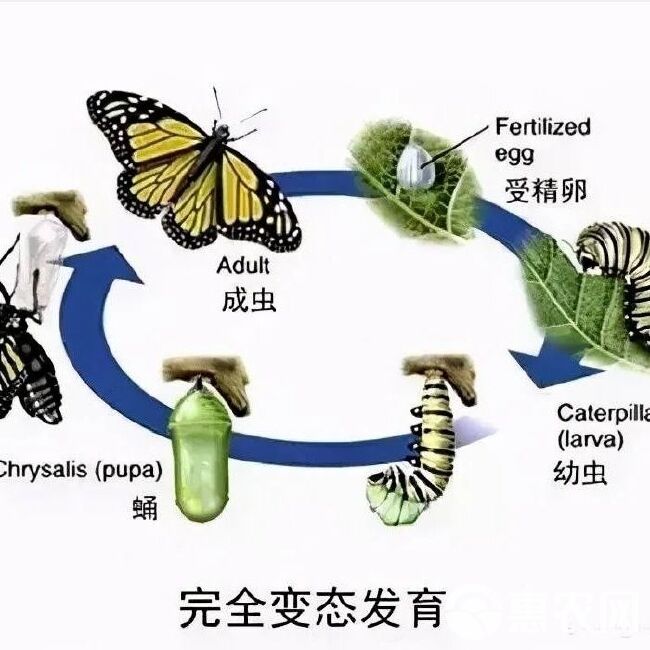 摇击甲维氯虫苯甲酰胺水稻卷叶螟荔枝龙眼帝蛀虫农药杀虫剂老牌