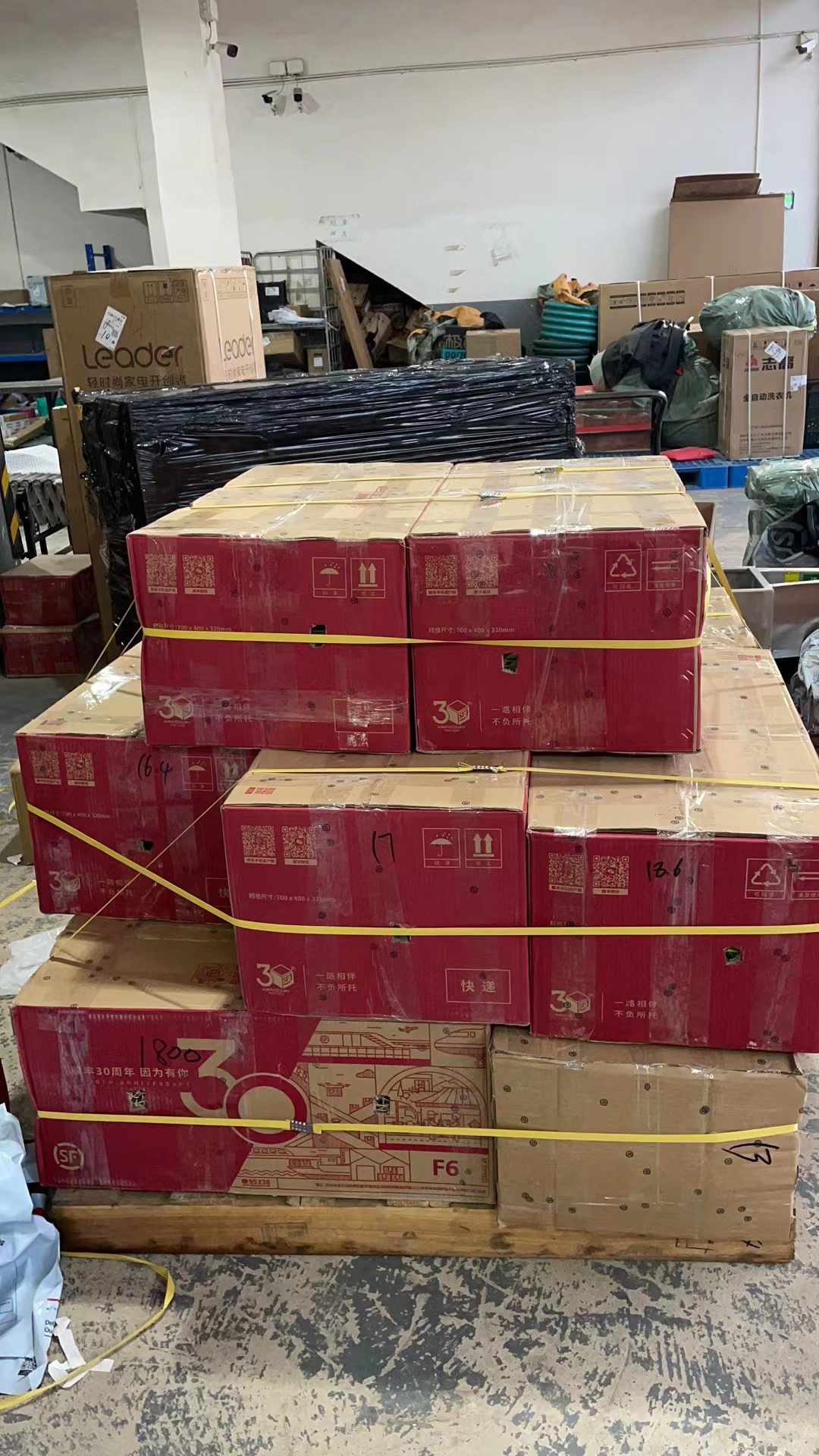 铁皮石斛组培苗，驯化苗（每丛价）