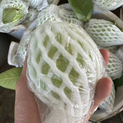 长沙红心番石榴