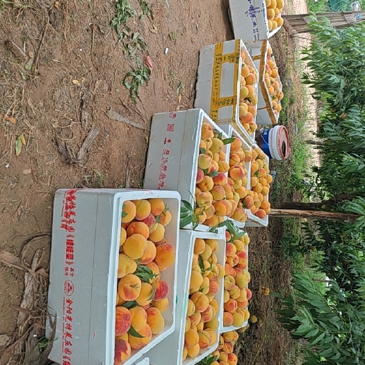 三门峡黄桃