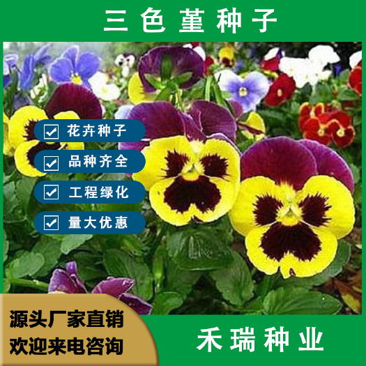 三色堇花种子易活一年四季开花室内阳台盆栽小角堇花籽蝴蝶花种籽