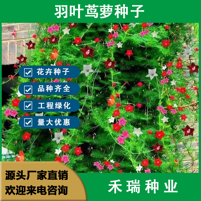 南京羽叶茑萝花种子庭院爬藤植物遮阳五角星种籽花盆栽阳台四季易种活