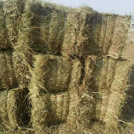 杜尔伯特吉聚草业