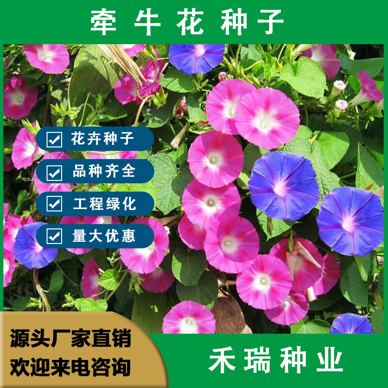 南京牵牛花种子 花卉花籽盆栽阳台多年生花草种籽观赏绿化大牵牛花