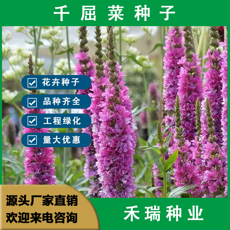 南京千屈菜种子  水枝柳对叶莲 景观花卉种子四季易种耐热耐寒耐旱