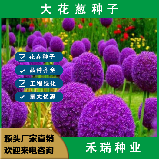 南京大花葱种球荷兰，耐寒花卉盆栽植物庭院地栽大葱花球四季易活