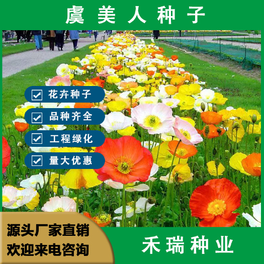 虞美人种子混色 冰岛虞美人花种子四季种易活庭院室外耐寒花种籽