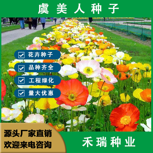 南京虞美人种子混色 冰岛虞美人花种子四季种易活庭院室外耐寒花种籽