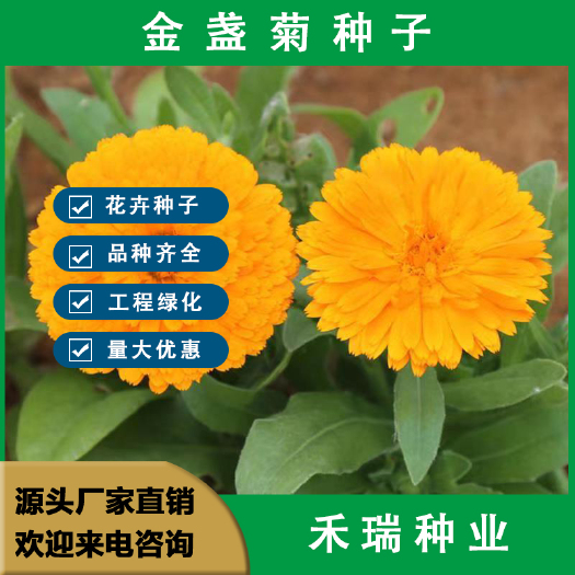 南京金盏菊种子园艺花卉种子金盏花花籽春秋播种花海庭院盆栽耐寒