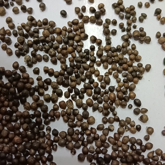 黄荆子去皮选装货，做枕头保健