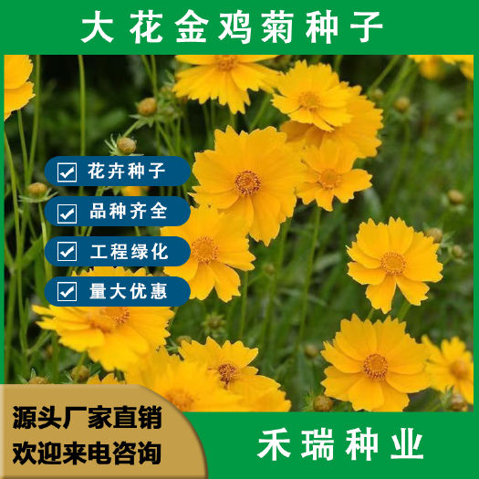 南京金鸡菊种子多年生宿根大花金鸡菊花籽四季易活景观花海耐寒花期长