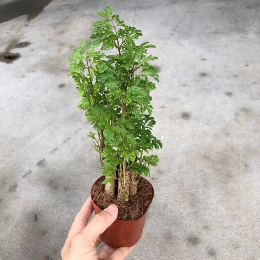 海口福禄桐盆栽
