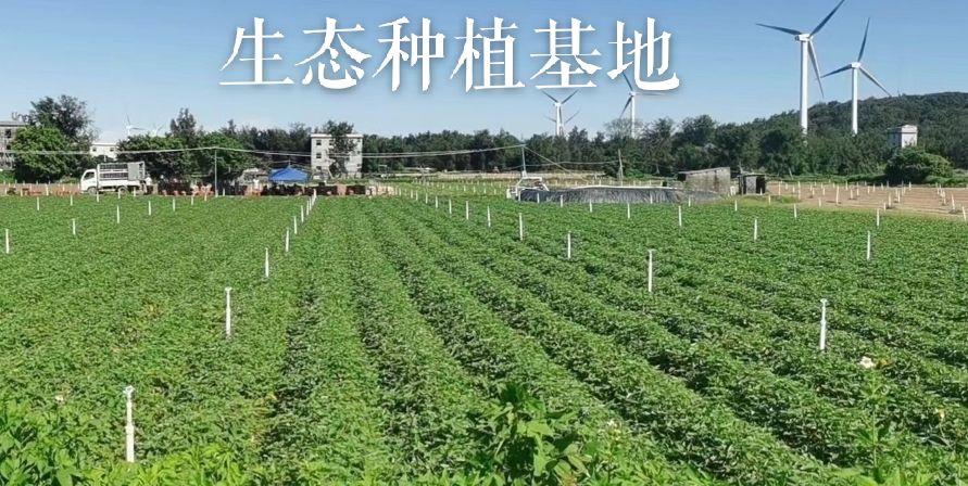 六鳌蜜薯新鲜红薯红心地瓜