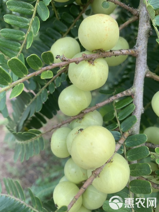 新鲜采摘青油甘果余甘果牛甘果滇橄榄果油柑酸水果余甘子