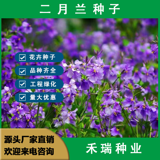 二月兰种子，二月兰花种子多年生宿根诸葛菜耐阴耐寒花卉种子批发
