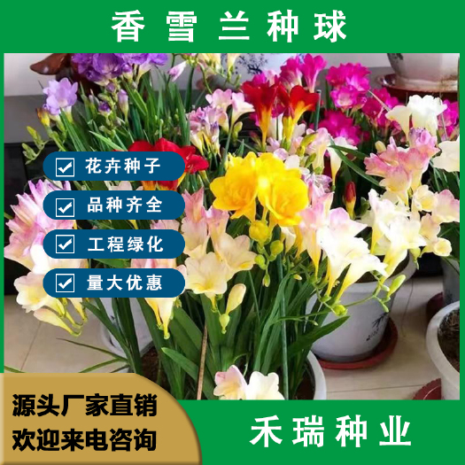 南京香雪兰种球，小苍兰种子花卉盆栽植物庭院四季易活浓香型室内花卉