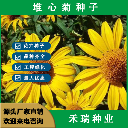 堆心菊种子花籽易种植的花籽金黄色花海花卉小菊花种子阳台盆栽