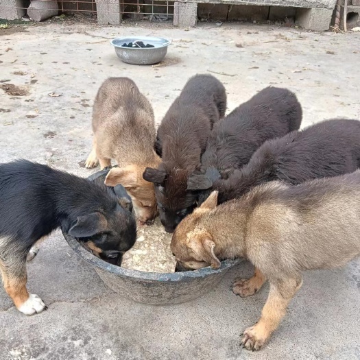 宿州农村看家狗，土狗中华田园犬，聪明伶俐好养活。