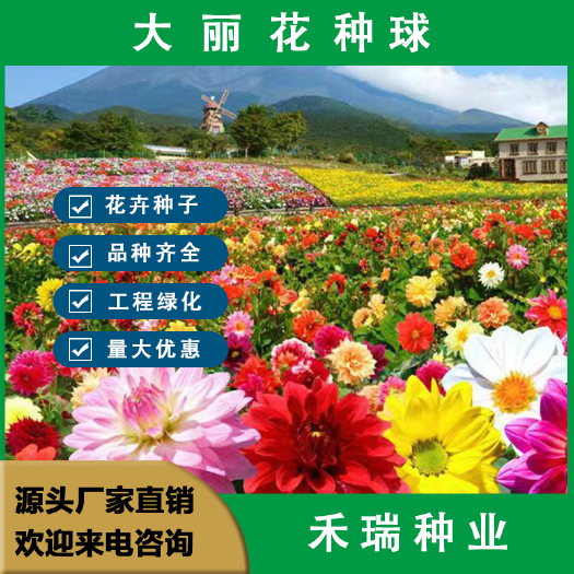 南京大丽花种球，庭院景观绿化阳台室内外盆栽花卉大丽花种子大花种球