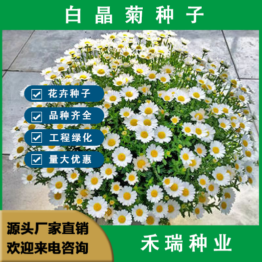 南京白晶菊种子春秋播多年生宿根园林景观花卉种子四季播易活花籽批发